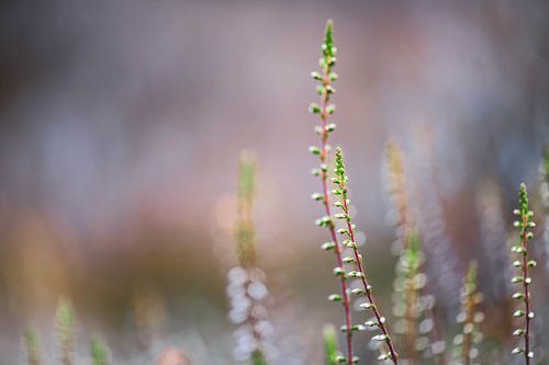 budding bloom