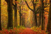 Kleurrijke bomenlaan in Vught in de herfst