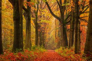 Allée d'arbres colorés à Vught en automne