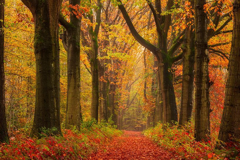 Colourful avenue of trees in Vught in autumn by Zwoele Plaatjes
