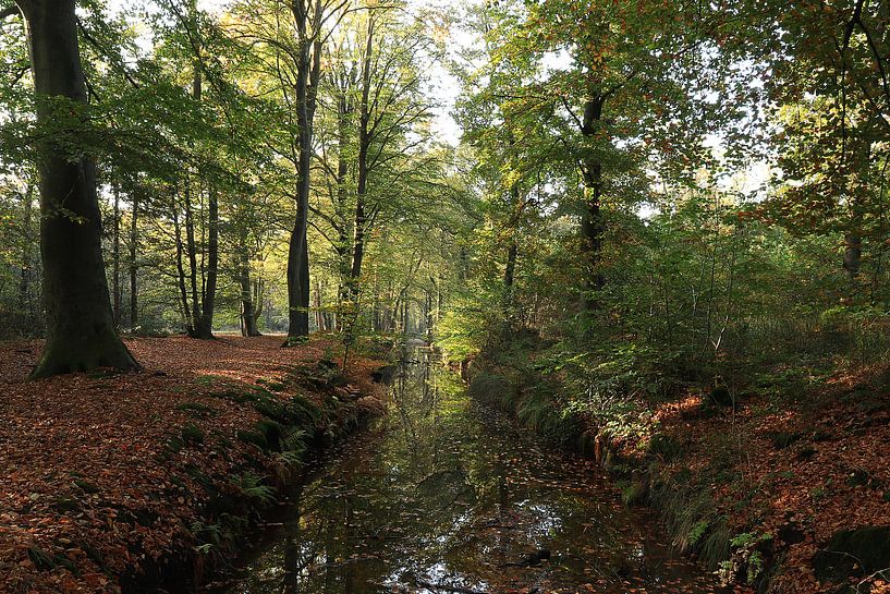 Herfst Rijsterbos Rijs Friesland van Fotografie Sybrandy