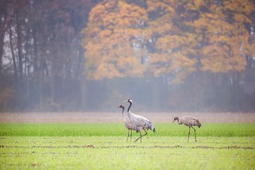 Kraanvogels in Diepholz van Danny Slijfer Natuurfotografie