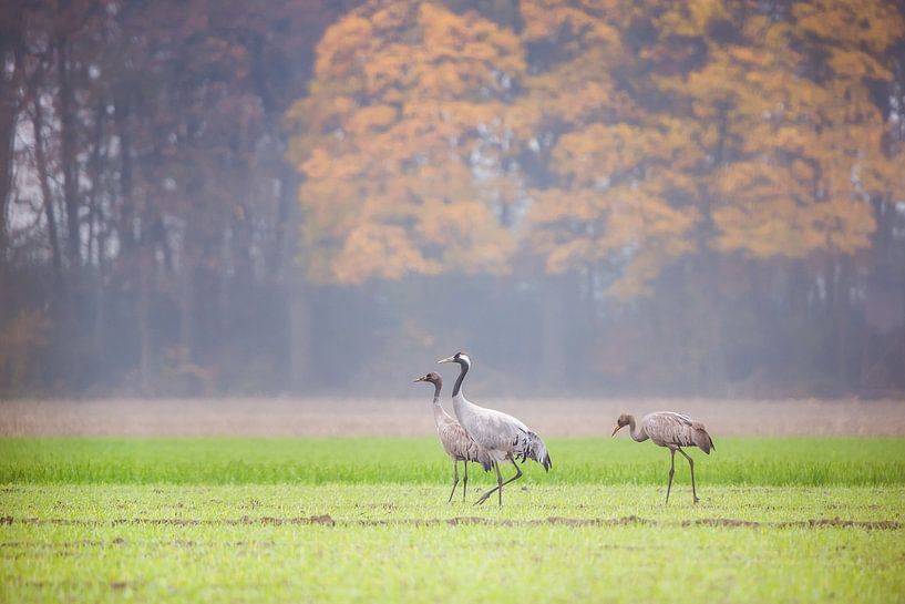 Cranes in Diepholz by Danny Slijfer Natuurfotografie