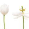 Tulipe Blanche-Neige sur Klaartje Majoor