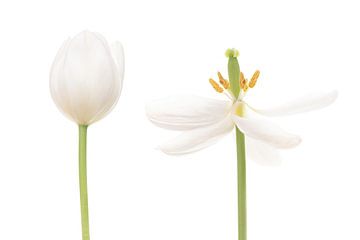 Tulipe Blanche-Neige sur Klaartje Majoor