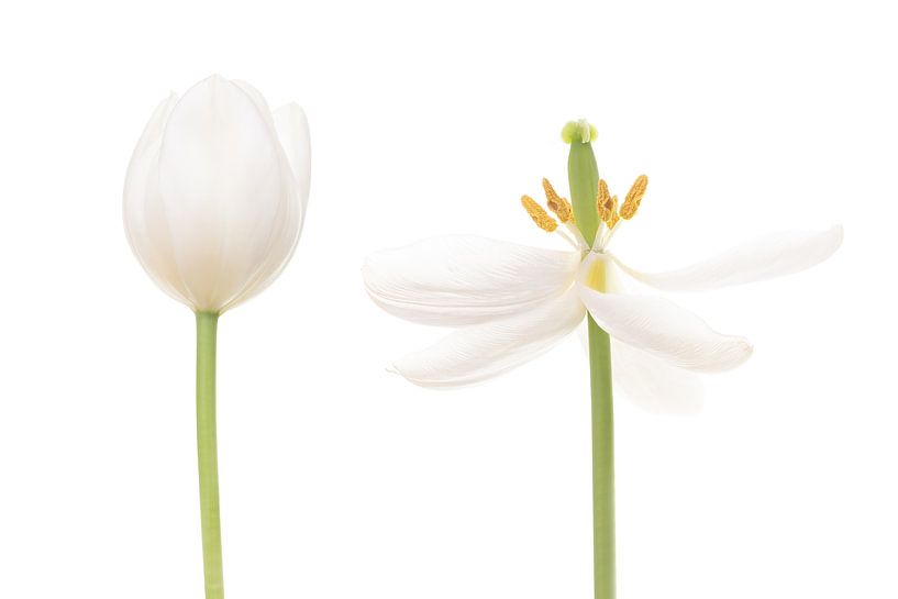 Tulipe Blanche-Neige par Klaartje Majoor