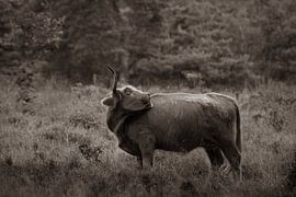 Highlander auf der Heide in Sepia-Farbe von Photos by Francis