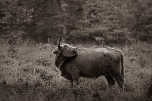 Hooglander op de heide in sepia kleur