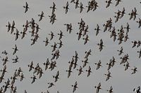 Black-tailed godwit's