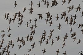 Uferschnepfe's von Hans Ammerlaan