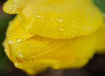 Tulipe jaune avec gouttes de pluie II Abstrait sur Iris Holzer Richardson
