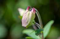 Macro bloem van Rene de Werker thumbnail