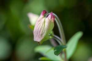 Macro bloem van Rene de Werker