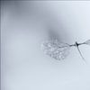 Breite deine Flügel aus und fliege davon. von Pieter van Roijen