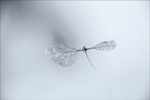 Spreid je vleugels en vlieg weg. van Pieter van Roijen
