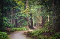 Magical Speulderforest