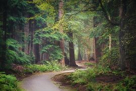 La forêt magique de Speulder
