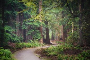 Magischer Speulderwald