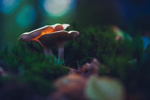 Uitgelichte paddenstoelen met lampje