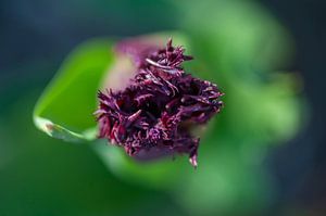 Nahaufnahme einer lila Tulpe