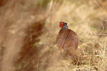 Fazantenhaan in zijn Habitat