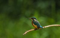 ijsvogel.
