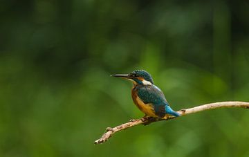kingfisher. by Harrie Timmermans