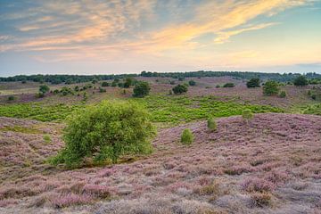 Zonsondergang in de heide van Michael Valjak