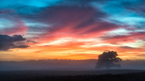 Winterse zonsondergang boven de heide op de Veluwe