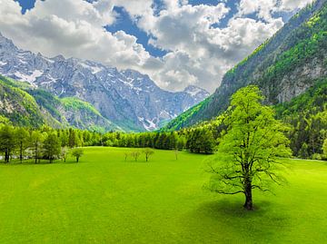 Das Logar-Tal in den Kamniker Savinja-Alpen im Frühling von Sjoerd van der Wal Fotografie