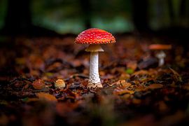 Fliegenpilz von Alexander van der Molen