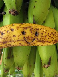 Banana smile von Daphne Wessel