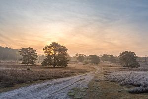 Brunsummerheide au lever du soleil