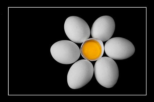 Eggflower