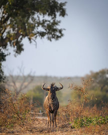 Gnoe in Gonarezhou National Park van Tom Zwerver