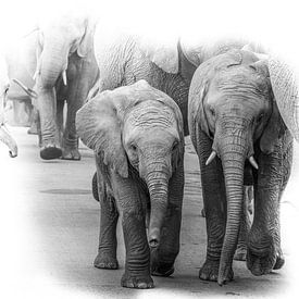 A herd of elephants with little ones in the middle. by Gunter Nuyts