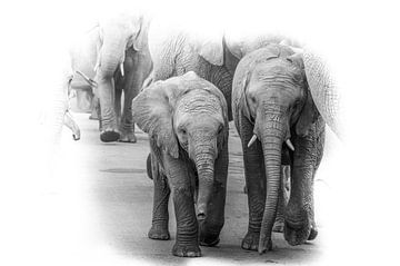Un troupeau d'éléphants avec des petits au milieu. sur Gunter Nuyts
