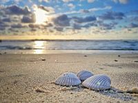 Beach shells