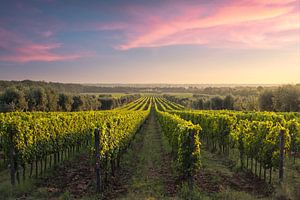 Weinberge von Bolgheri bei Sonnenuntergang, Toskana