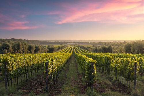 Bolgheri wijngaarden bij zonsondergang, Toscane