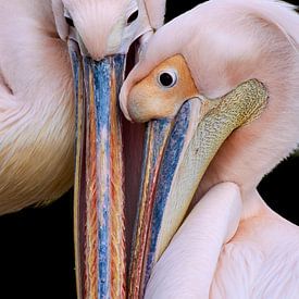 Pelican love by Thomas Marx