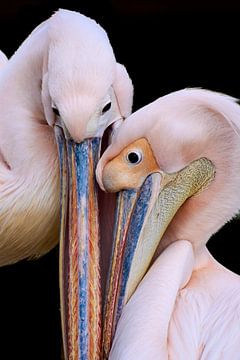 Pelican love by Thomas Marx
