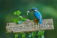 IJsvogel - No fishing!