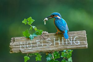 Eisvogel von Eisvogel.land - Corné van Oosterhout