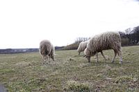 sheep