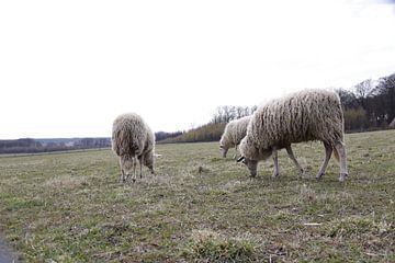 sheep by matthijn elzinga