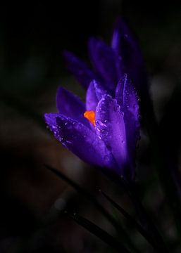 Violetter Krokus mit Tautropfen. von Justin Sinner Pictures ( Fotograaf op Texel)
