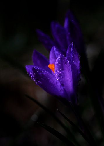 Paarse Krokus met dauw druppels.