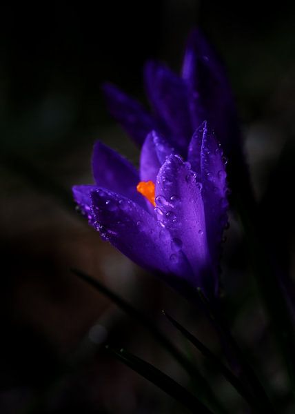 Paarse Krokus met dauw druppels. van Justin Sinner Photography ( Fotograaf op Texel)
