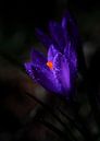Paarse Krokus met dauw druppels. van Justin Sinner Photography ( Fotograaf op Texel) thumbnail